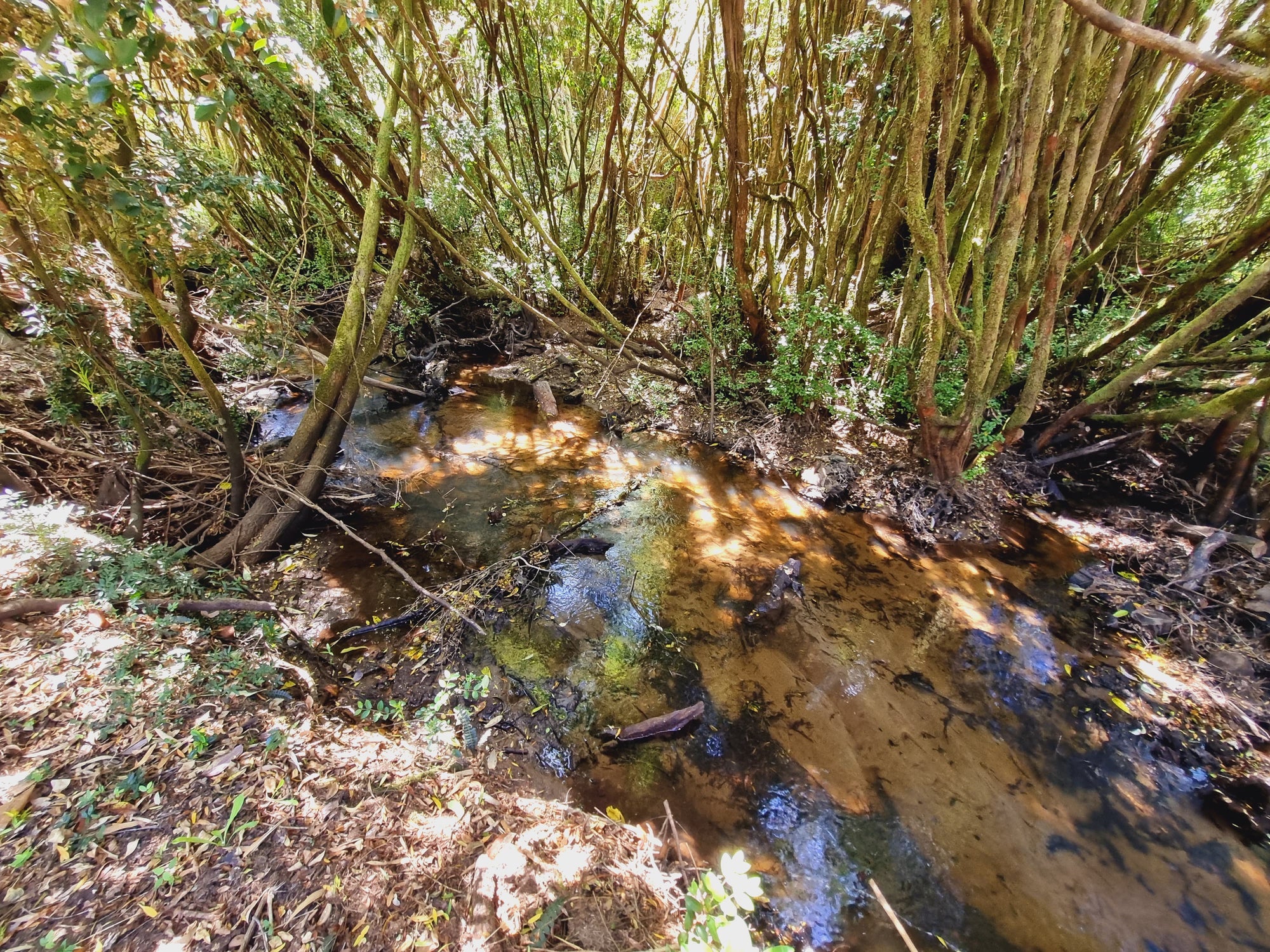 0.5-Hectare Parcels in Cuesta La Vaca – Los Muermos, Los Lagos Region, Chile