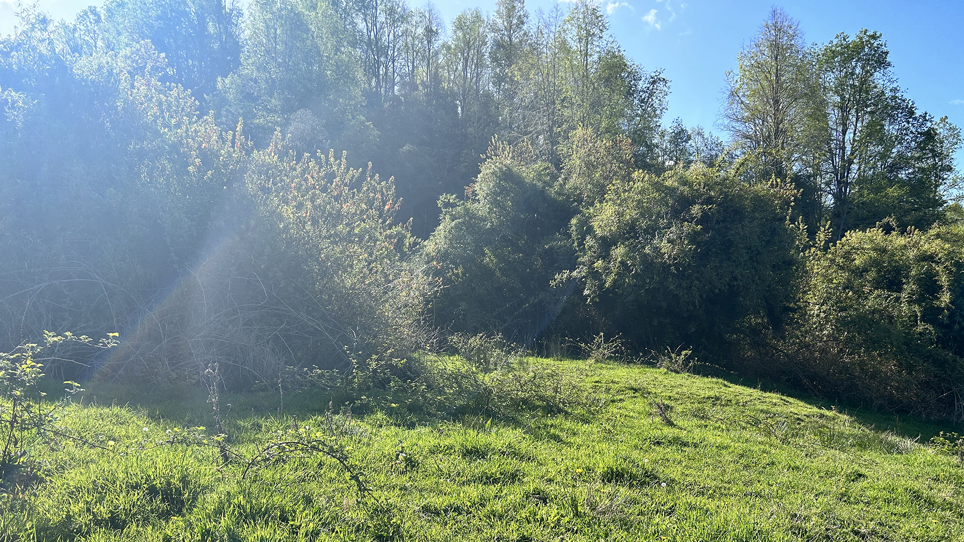 7.20-Hectare Riverfront Property in Cañitas – Los Muermos, Los Lagos Region, Chile