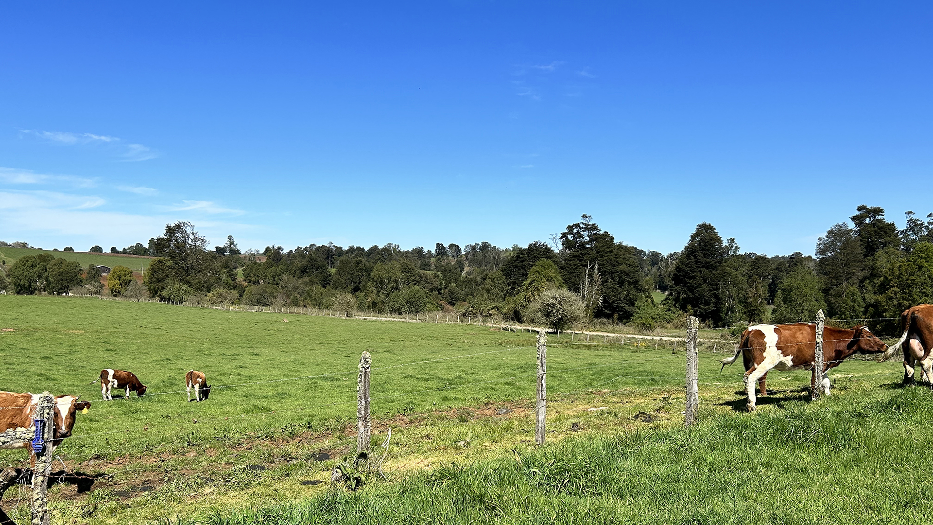 Prime 99.5-Hectare (245.7 Acres) Ranch – Torreón-Río Frío Sector, Los Muermos