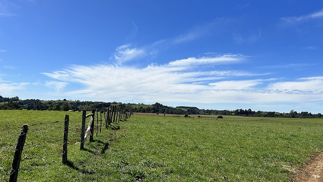 Prime 99.5-Hectare (245.7 Acres) Ranch – Torreón-Río Frío Sector, Los Muermos