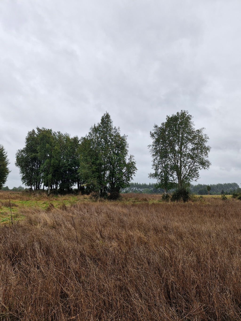 9.4-Hectare Fertile Farmland in Salto Chico- Las Quemas – Ideal for Agriculture, Livestock, or Subdivision