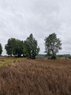 9.4-Hectare Fertile Farmland in Salto Chico- Las Quemas – Ideal for Agriculture, Livestock, or Subdivision