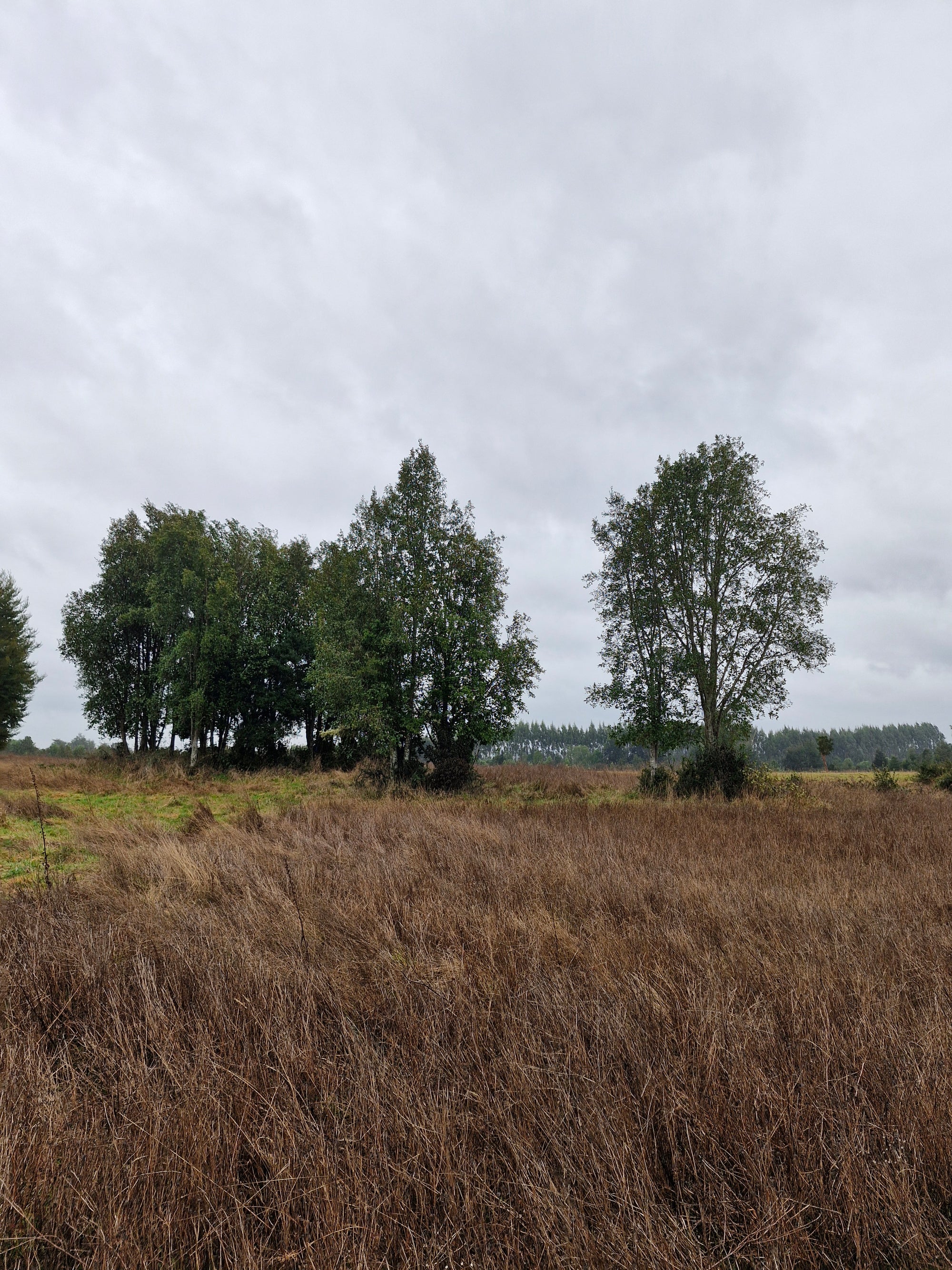 9.4-Hectare Fertile Farmland in Salto Chico- Las Quemas – Ideal for Agriculture, Livestock, or Subdivision