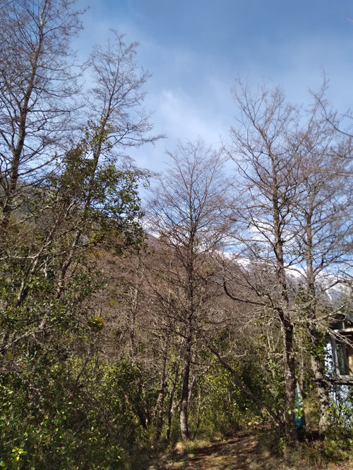 1-Hectare Rustic Land in Valle Horqueta – Cochamó, Los Lagos Region