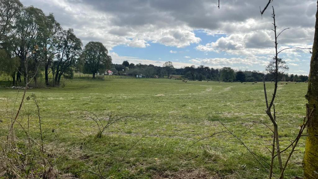 0.5-Hectare Plots in Paraguay Chico – Los Muermos, Los Lagos Region