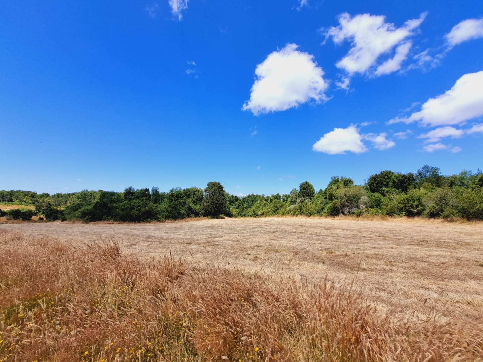 Residential & Recreational 0.5 hectares Investment Opportunity on the Maullín River