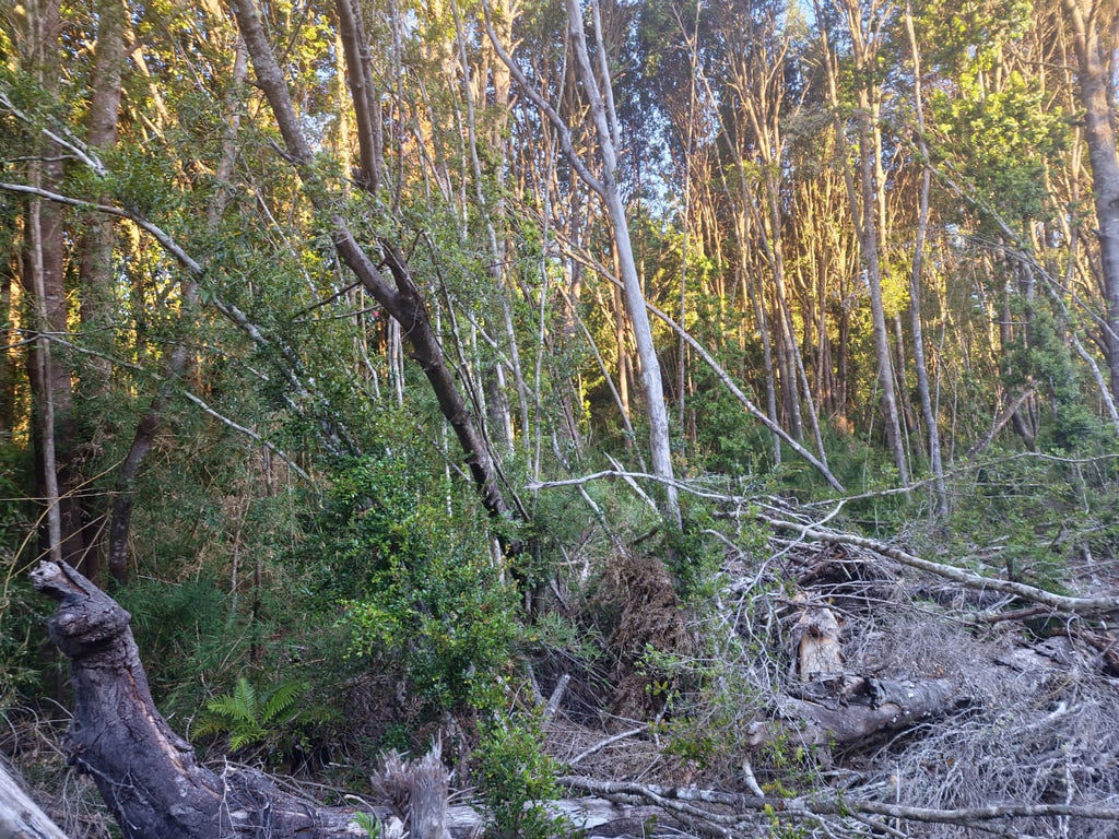 0.5-Hectare Parcel in Puerto Varas – Los Lagos Region, Chile