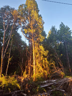 0.5-Hectare Parcel in Puerto Varas – Los Lagos Region, Chile