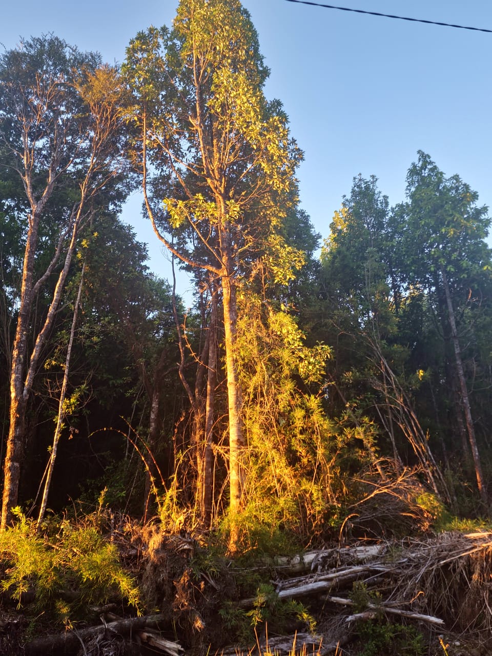 0.5-Hectare Parcel in Puerto Varas – Los Lagos Region, Chile