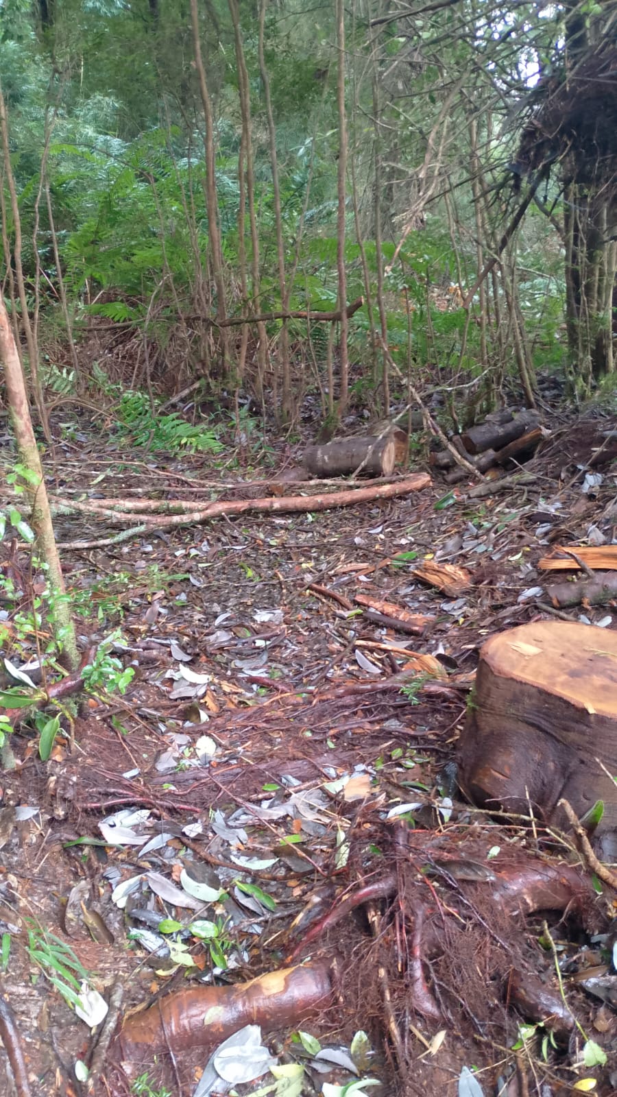 0.5-Hectare Parcel in Puerto Varas – Los Lagos Region, Chile