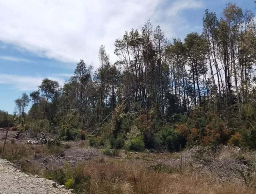 0.52 ha. Forest Parcel in Senda Sur – Near Puerto Varas